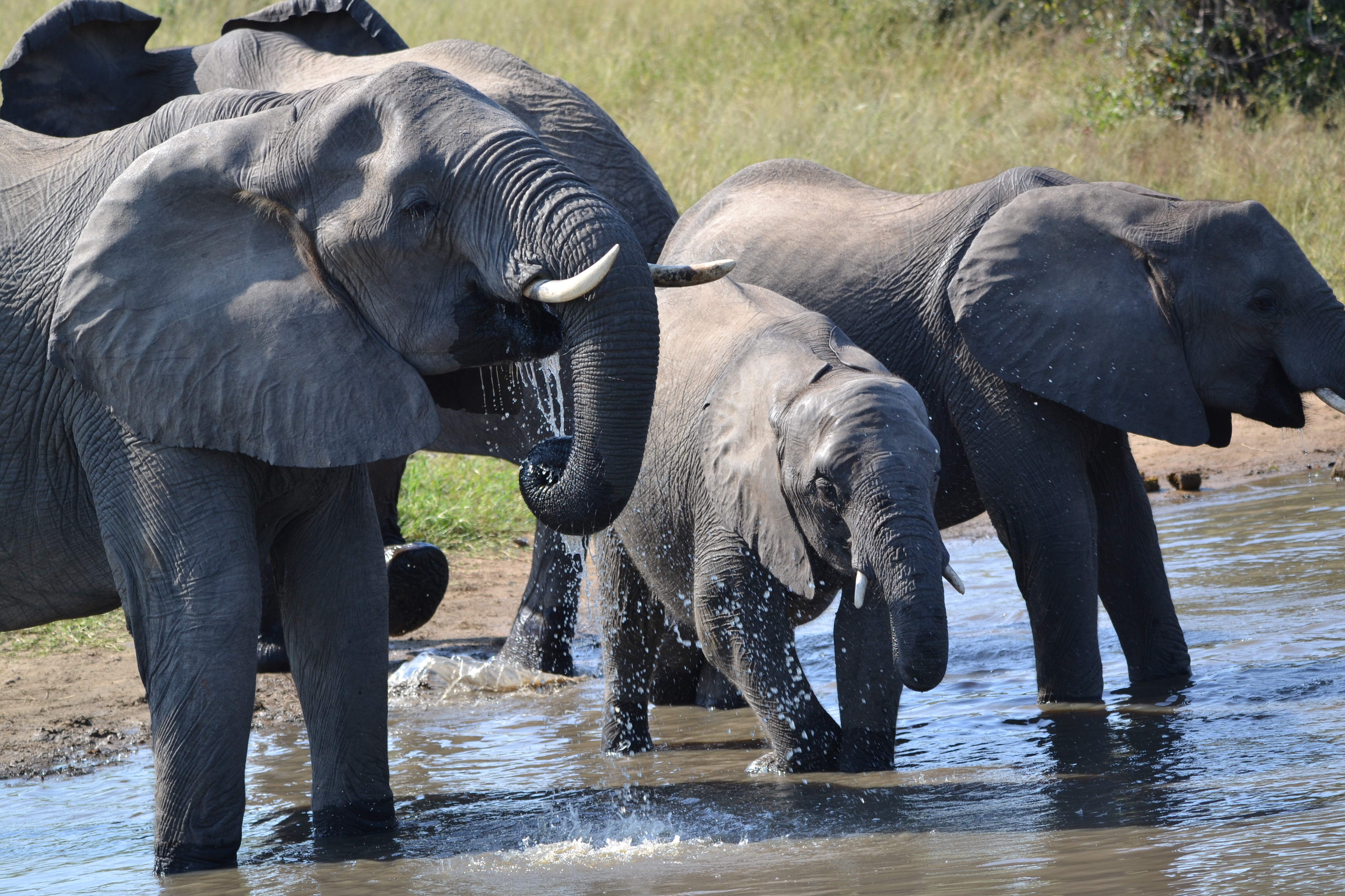 African Elephants