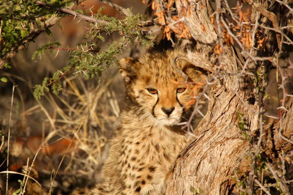 see baby cheetahs in Africa